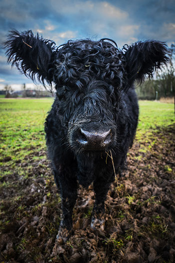 Locatie Food fotografie, Foto Fotostudio Karel Bingen, fotograaf Roermond Limburg Nederland