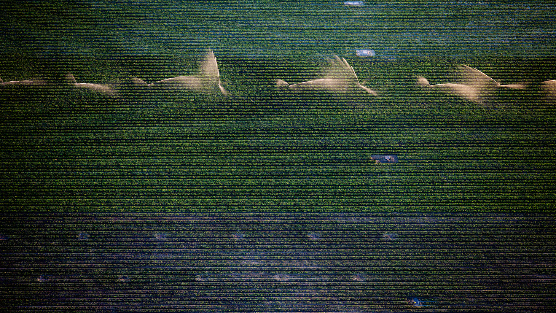 Plant in vulkaan landschap, fotostudio karel bingen.