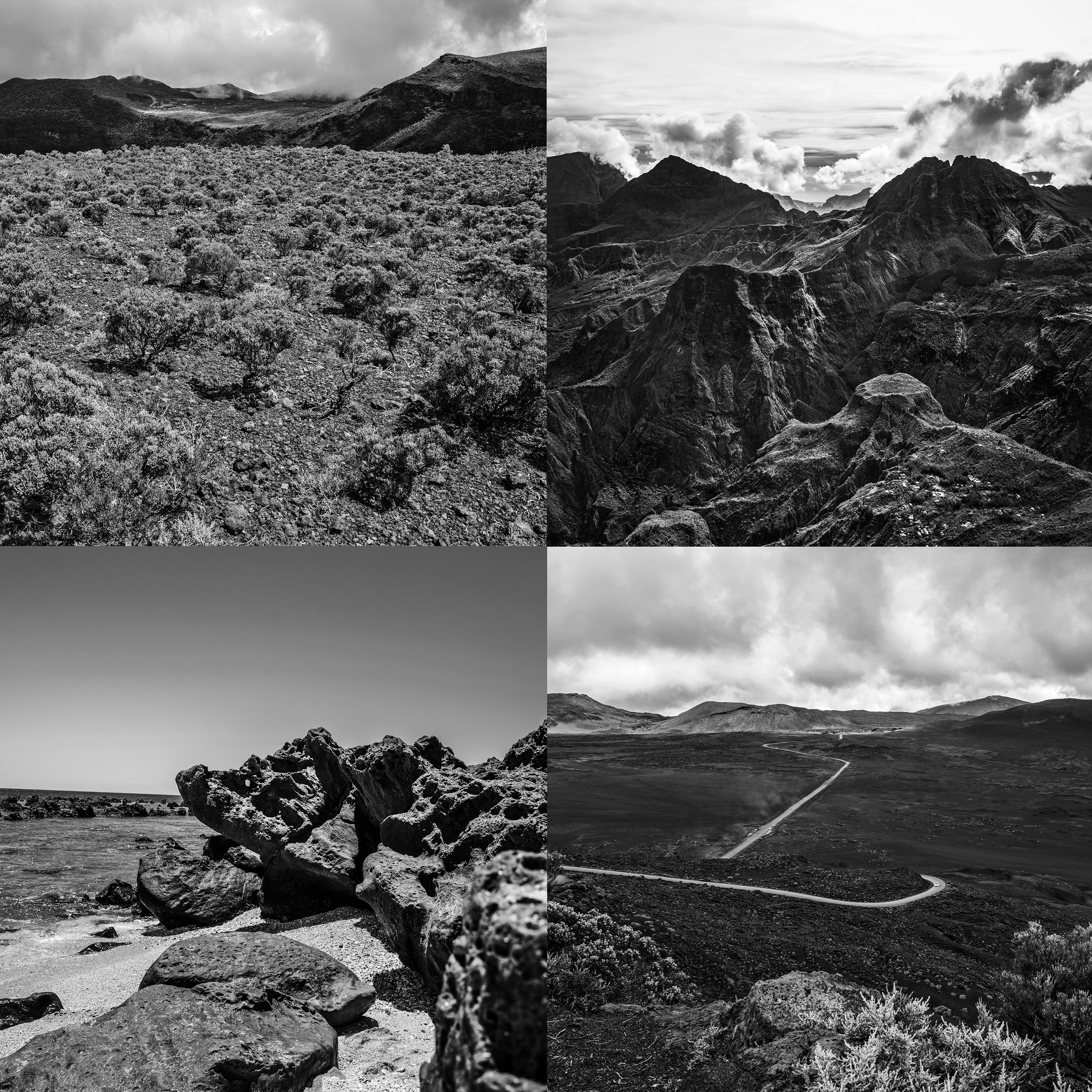 Plant in vulkaan landschap, fotostudio karel bingen.