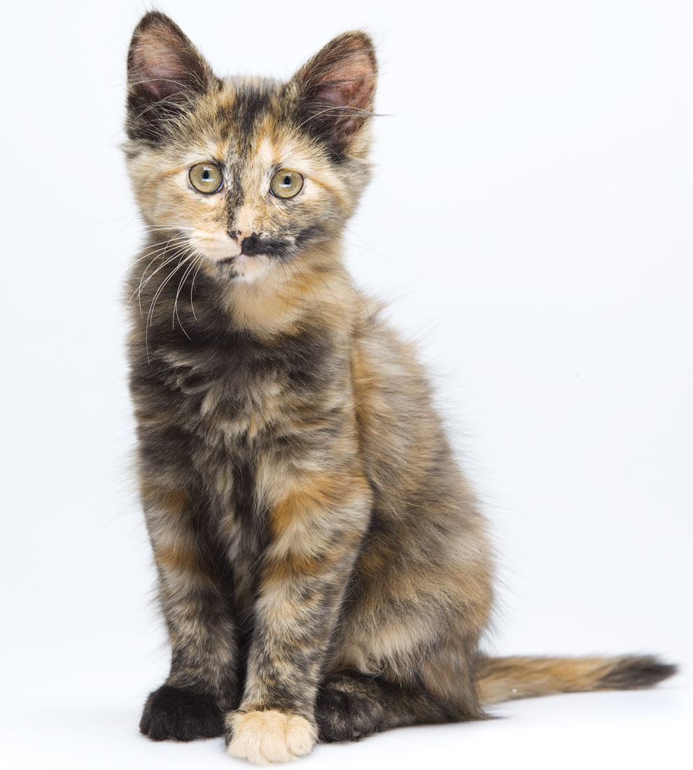 Studio huisdier fotografie, Foto Fotostudio Karel Bingen, fotograaf Roermond Limburg Nederland