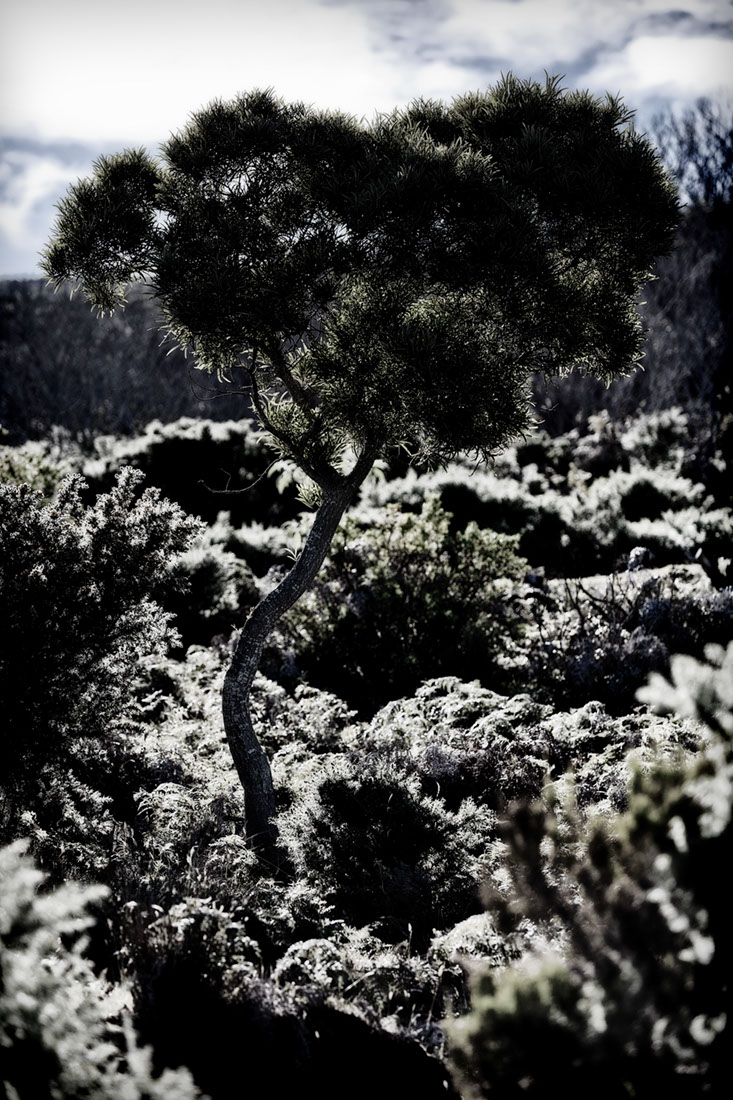 Plant in vulkaan landschap, fotostudio karel bingen.
